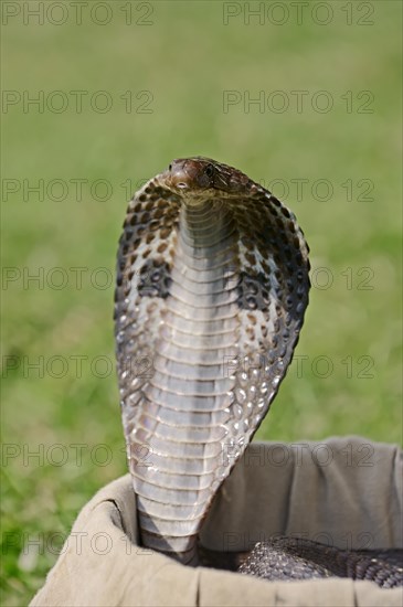 Indian Cobra