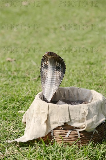 Indian Cobra