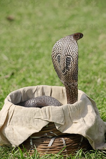 Indian Cobra