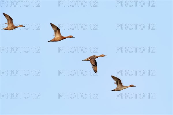 Northern Pintail (Anas acuta)