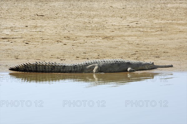 Indian Gharial