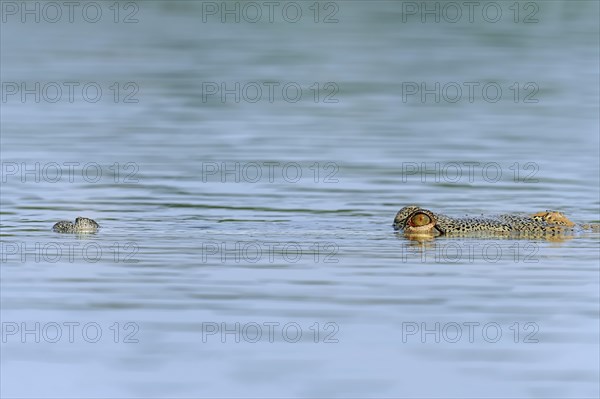 Indian Gharial