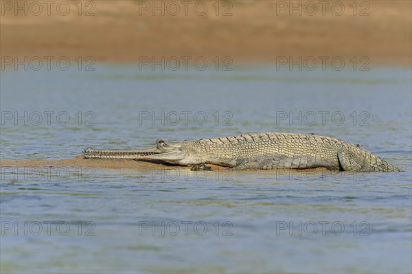 Indian Gharial