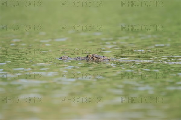 Mugger Crocodile or Indian Marsh Crocodile (Crocodylus palustris) swimming in water