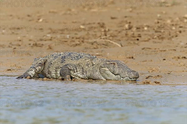 Mugger Crocodile or Indian Marsh Crocodile (Crocodylus palustris) lying on the shore