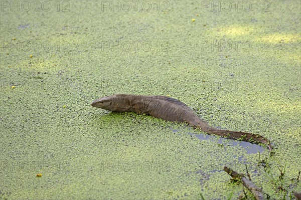 Bengal Monitor Lizard