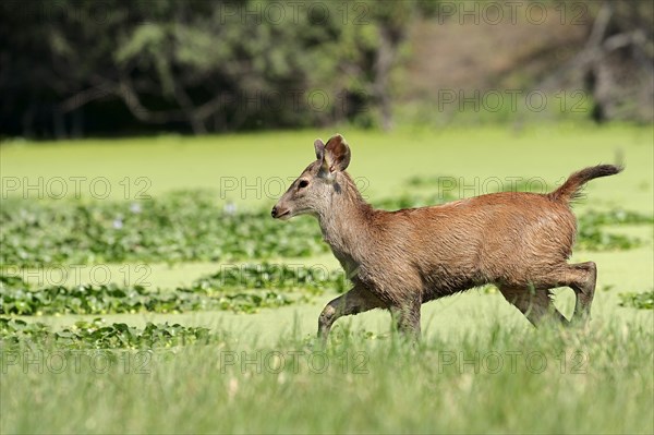 Sambar or Sambar Deer (Cervus unicolor)