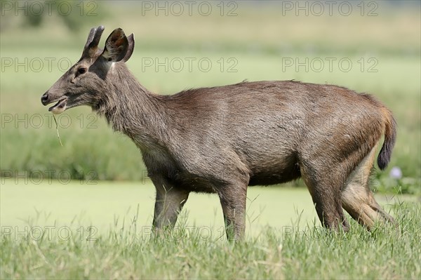 Sambar or Sambar Deer (Cervus unicolor)