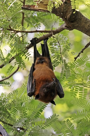 Indian Flying Fox or Greater Indian Fruit Bat (Pteropus giganteus)