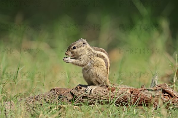 Northern Palm Squirrel or Five-striped Palm Squirrel (Funambulus pennantii)