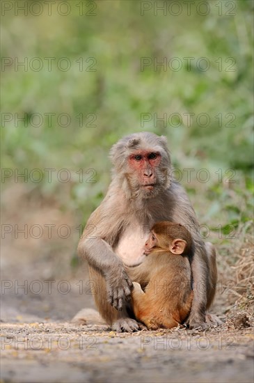 Rhesus Macaque or Rhesus Monkey (Macaca mulatta)