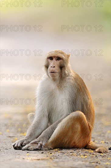 Rhesus Macaque or Rhesus Monkey (Macaca mulatta)