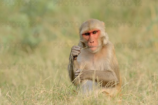 Rhesus Macaque or Rhesus Monkey (Macaca mulatta)