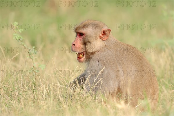 Rhesus Macaque or Rhesus Monkey (Macaca mulatta)