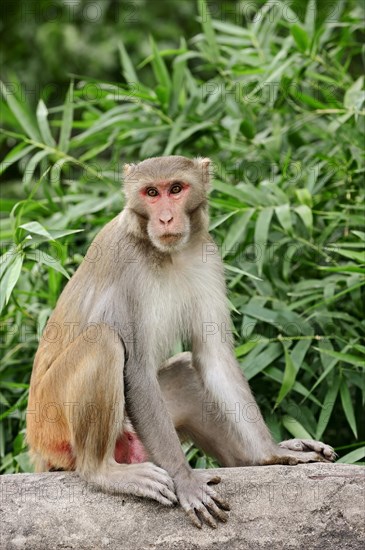 Rhesus Macaque or Rhesus Monkey (Macaca mulatta)