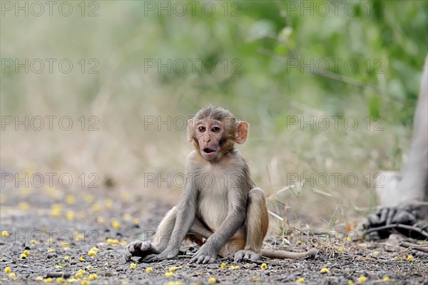 Rhesus Macaque or Rhesus Monkey (Macaca mulatta)