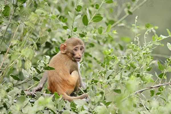 Rhesus Macaque or Rhesus Monkey (Macaca mulatta)