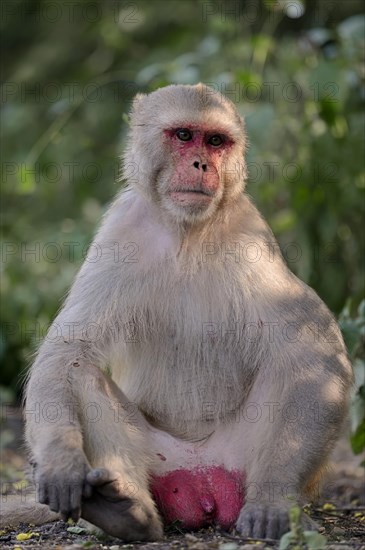 Rhesus Macaque or Rhesus Monkey (Macaca mulatta)