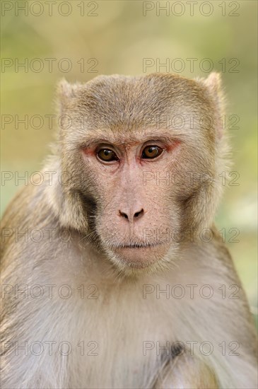 Rhesus Macaque or Rhesus Monkey (Macaca mulatta)