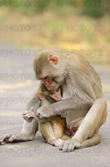 Rhesus Macaque or Rhesus Monkey (Macaca mulatta)