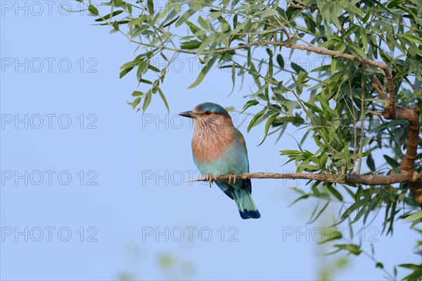 Indian Roller or Blue Jay (Coracias benghalensis)