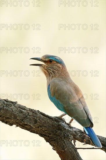 Indian Roller or Blue Jay (Coracias benghalensis)