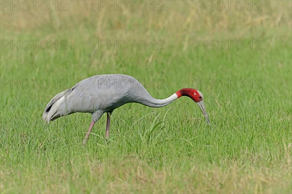 Sarus Crane (Grus antigone) foraging for food