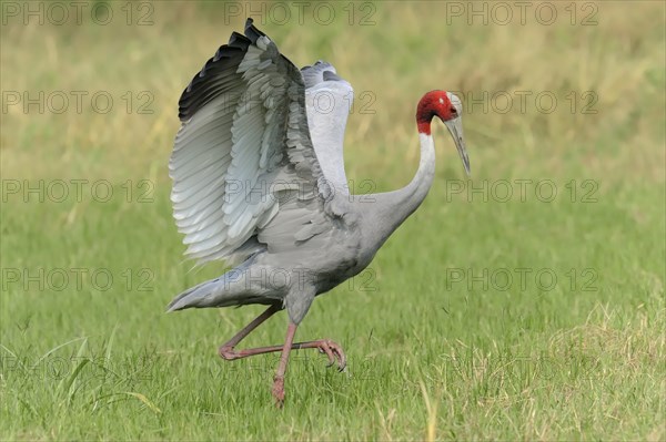 Sarus Crane (Grus antigone)