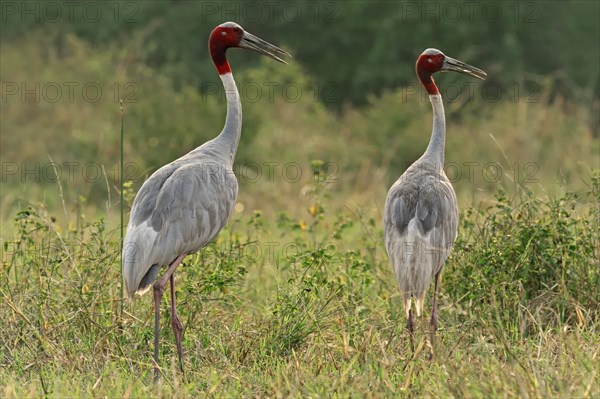 Sarus Cranes (Grus antigone)