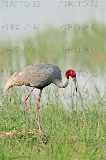 Sarus Crane (Grus antigone) at the nest