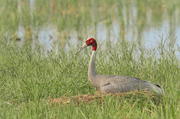 Sarus Crane (Grus antigone)