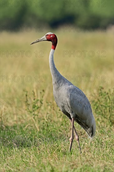 Sarus Crane (Grus antigone)