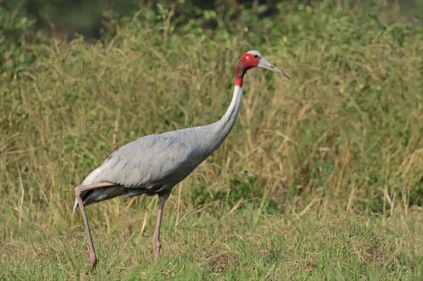 Sarus Crane (Grus antigone)