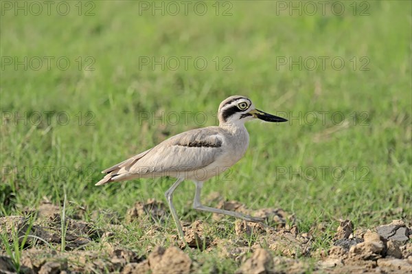 Great Stone-curlew or Great Thick-knee (Esacus recurvirostris