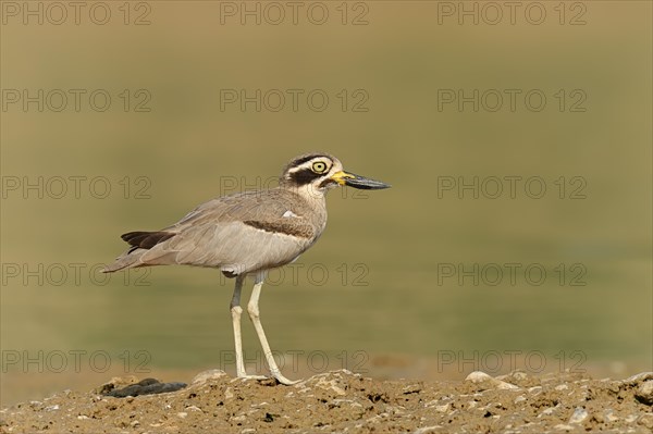Great Stone-curlew or Great Thick-knee (Esacus recurvirostris