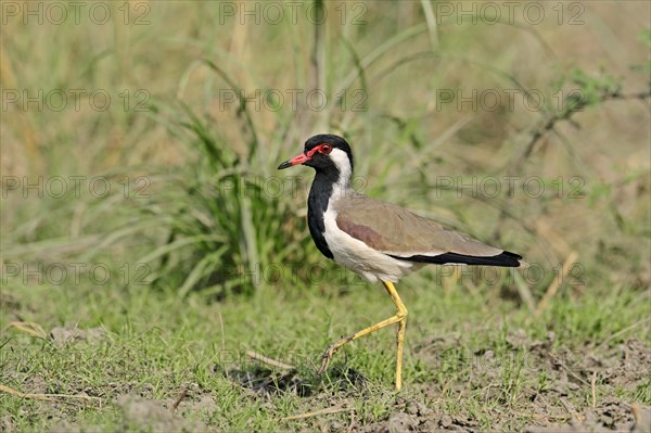 Red-wattled Lapwing (Vanellus indicus)