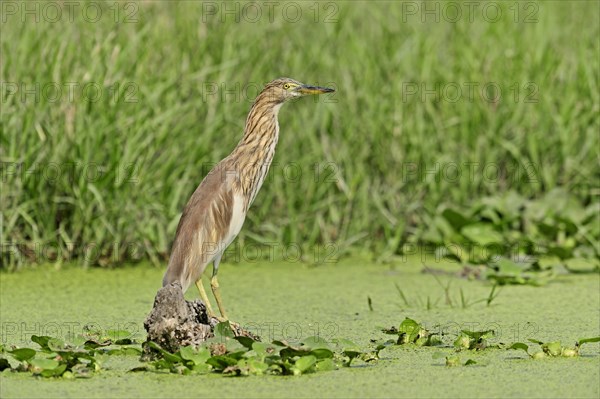 Indian Pond Heron or Paddybird (Ardeola grayii)