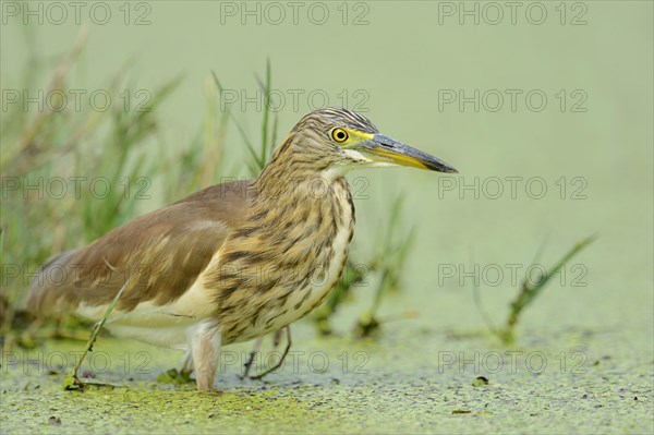 Indian Pond Heron or Paddybird (Ardeola grayii)