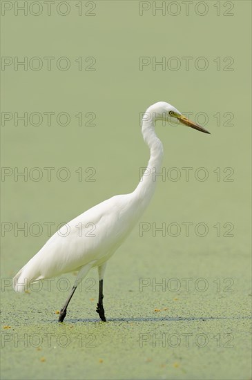 Yellow-billed Egret or Intermediate Egret (Egretta intermedia