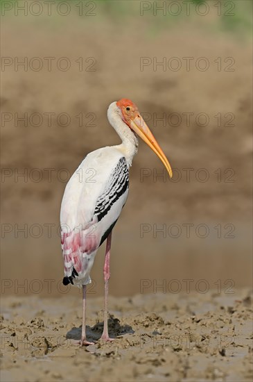 Painted Stork (Ibis leucocephalus