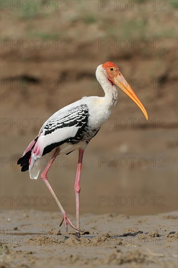 Painted Stork (Ibis leucocephalus