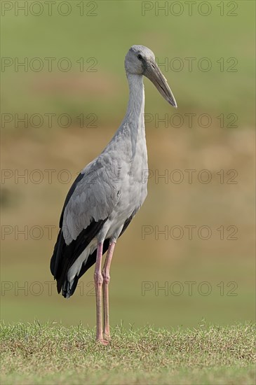 Asian Openbill Stork (Anastomus oscitans)