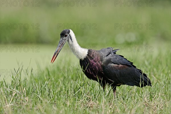 Indian Woolly-necked Stork