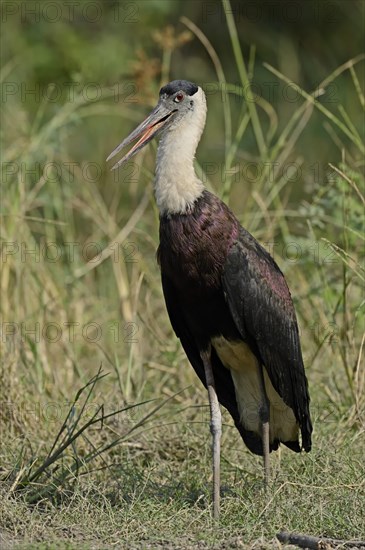 Indian Woolly-necked Stork