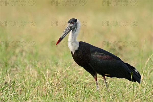 Indian Woolly-necked Stork