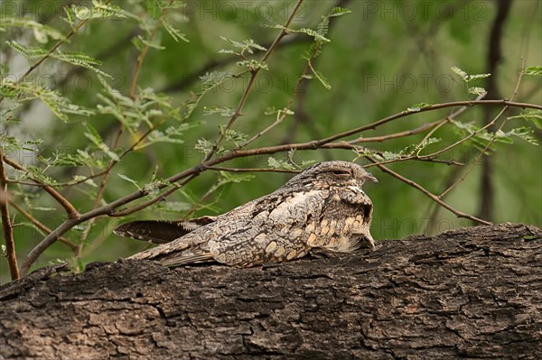 Jungle Nightjar (Caprimulgus indicus)