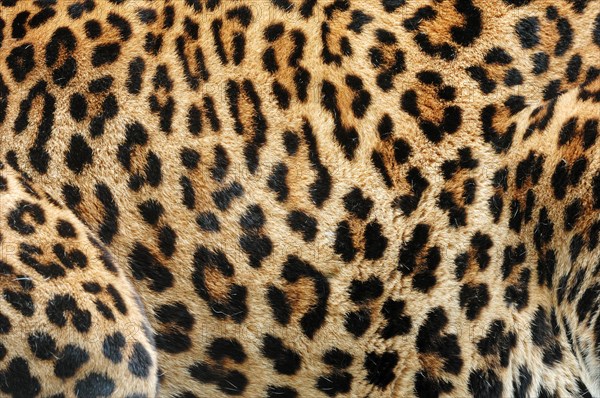 Sri Lankan leopard (Panthera pardus kotiya)