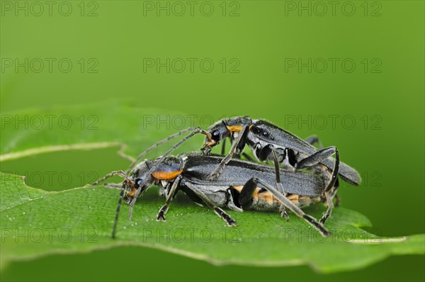 Oak Soldier Beetles (Cantharis obscura)