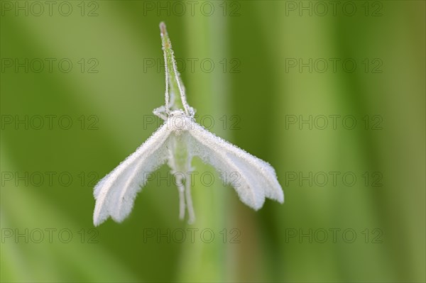 White Plume Moth (Pterophorus pentadactyla)