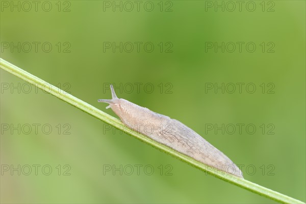 Grey Garden Snail (Deroceras reticulatum) on blade of grass